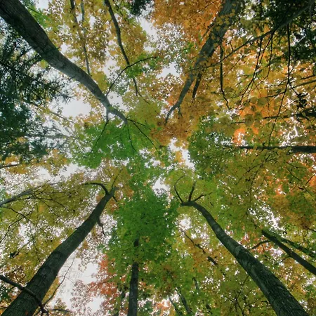 Restaurant - Haeuserl Im Wald