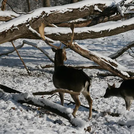 Restaurant - Haeuserl Im Wald فندق غراتس