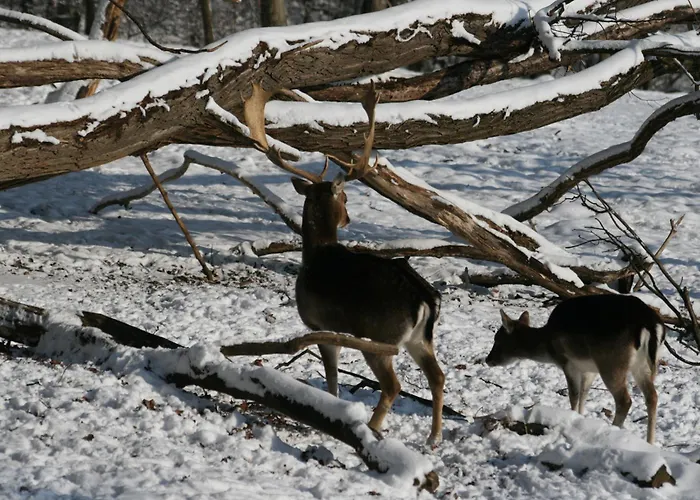 Restaurant - Haeuserl Im Wald Szálloda Graz